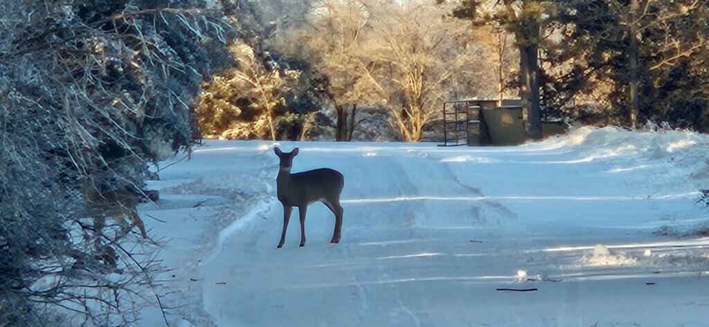 deer at kinloch price boys ranch